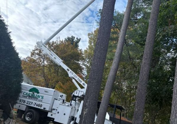 tree removal en captains